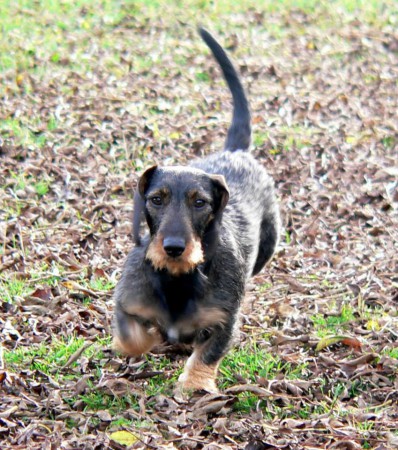 Adira z Čimelických strání,vítěz ZV,ZN , maj.Stejkozová Alena